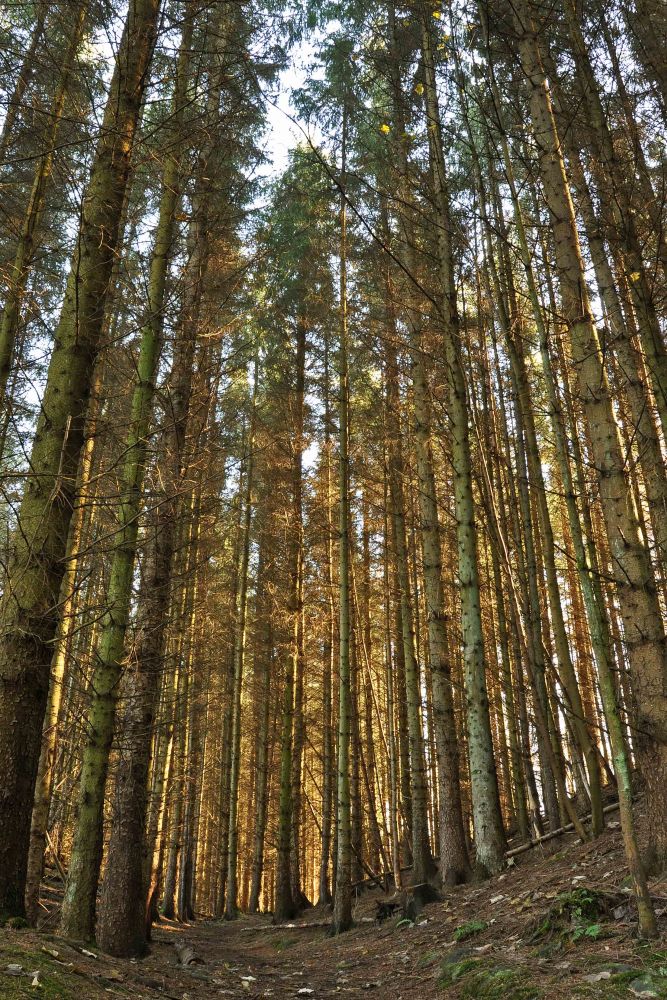 Buying Gillies Hill a Community crowdfunding project in Cambusbarron